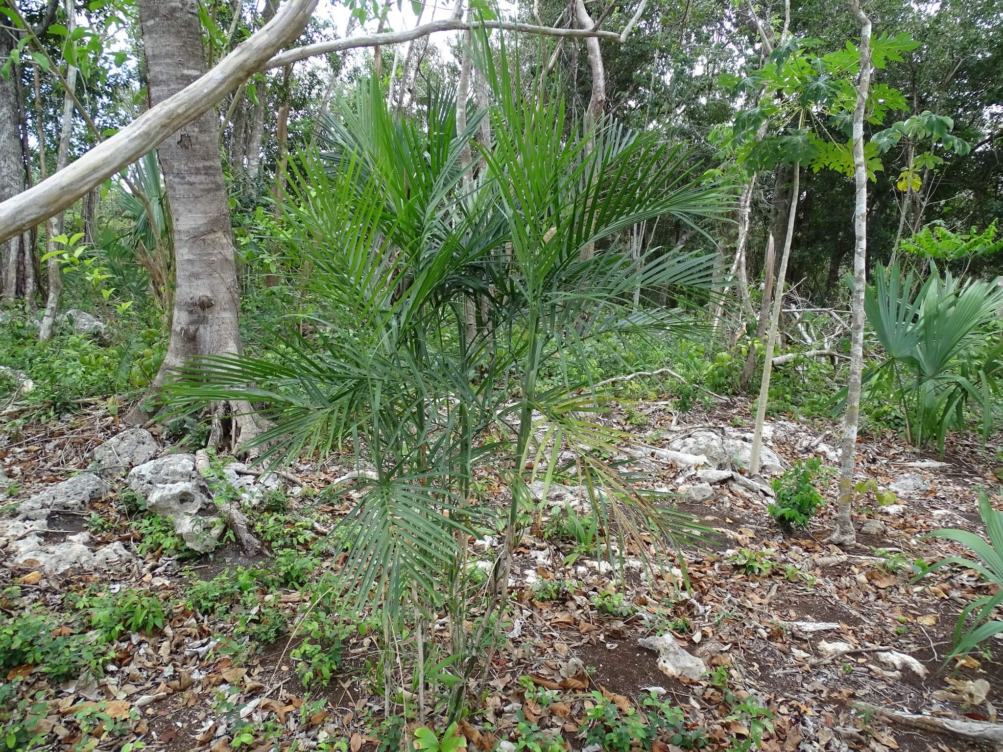 Chamaedorea seifrizii